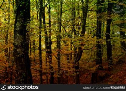 autumn at the forest in portuguese national park, know as Mata de Albergaria