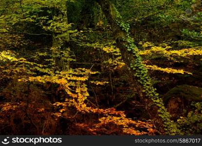 autumn at the forest, portuguese national park