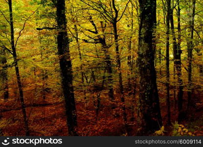 autumn at the forest, portuguese national park