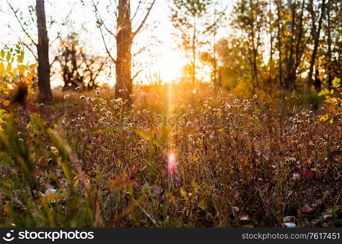 Autumn at times the sunset sun nostalgically shines through the withhable grass in the background we see several autumn trees. Autumn sometimes sunset nostalgically shines through the withhered grass