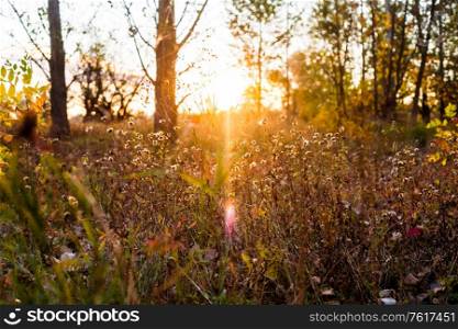Autumn at times the sunset sun nostalgically shines through the withhable grass in the background we see several autumn trees. Autumn sometimes sunset nostalgically shines through the withhered grass