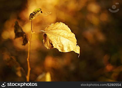 Autumn background. Abstract vintage autumnal background with colorful leaves and sun flares. Golden autumn forest