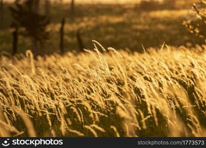 Autumn background, autumn landscape meadow nature field grass yellow sunlight at sunset