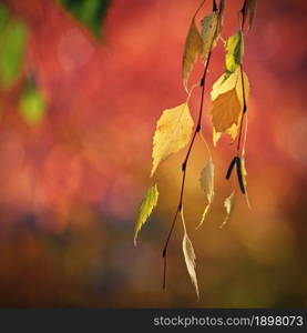 Autumn background. Beautiful colorful leaves in nature with the sun. Seasonal concept outdoors in autumn park.
