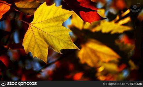 Autumn background. Beautiful colorful leaves in nature with the sun. Seasonal concept outdoors in autumn park.