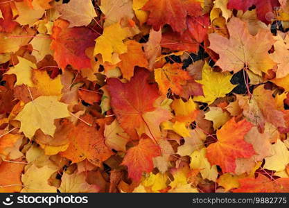 Autumn background. Beautiful colorful leaves of trees in nature. Autumn time.