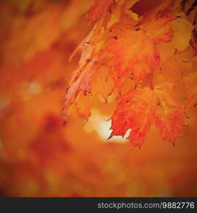 Autumn background. Beautiful colorful leaves of trees in nature. Autumn time.