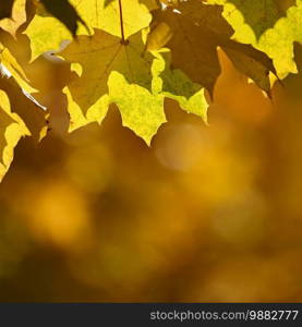 Autumn background. Beautiful colorful leaves of trees in nature. Autumn time.