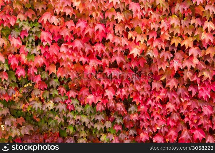Autumn background. Brick wall wallpaper with maple leaves. Creeper
