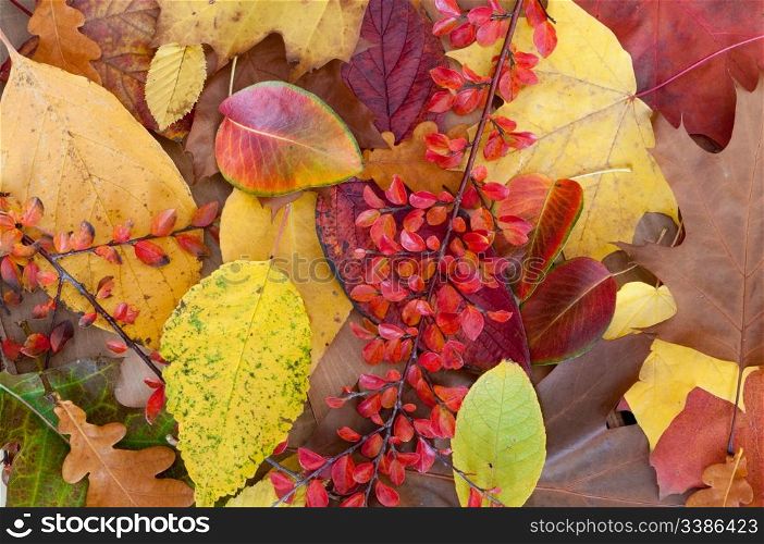 Autumn Background Color Leafs on Wooden Background