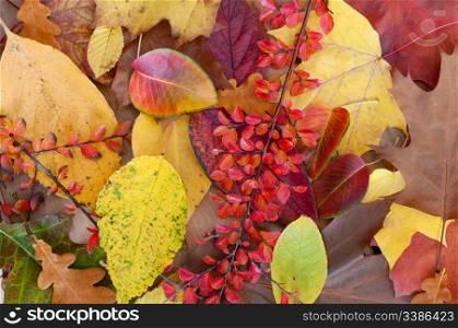 Autumn Background Color Leafs on Wooden Background