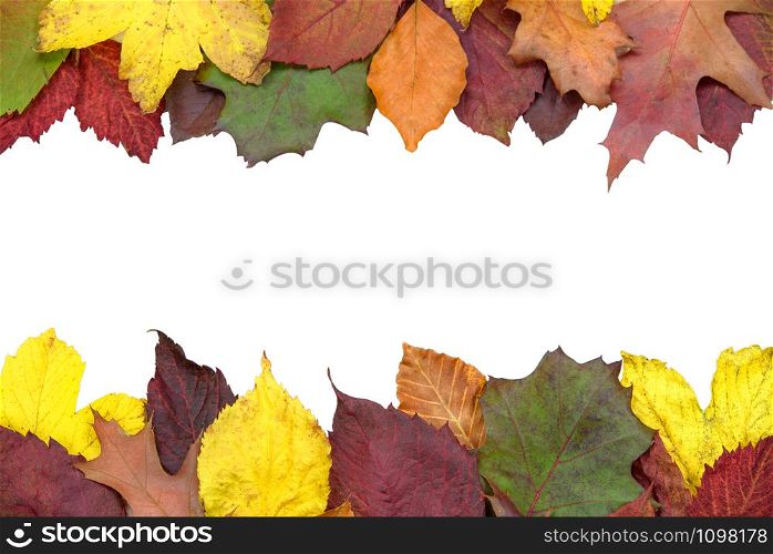 Autumn background concept - multicolored colored leaves isolated on w white background with copy place.