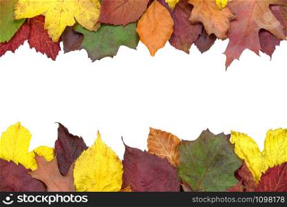 Autumn background concept - multicolored colored leaves isolated on w white background with copy place.