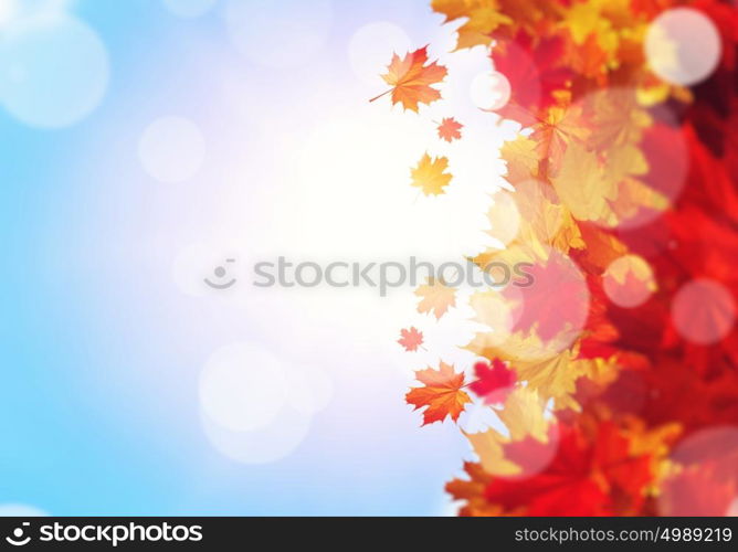 Autumn background. Conceptual image with colorful leaves on white background. Place for text