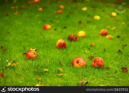 Autumn background - fallen red apples on the green grass ground in garden.