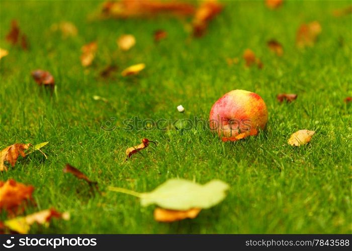 Autumn background - fallen red apples on the green grass ground in garden.