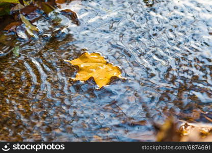 Autumn Background. maple leaves in Autumn