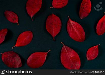Autumn background of bright red leaves on a black background. . Autumn background of bright red leaves on black background. 