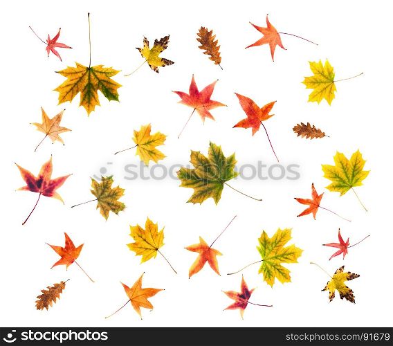 Autumn Background of Leaves, Berries, Flowers and Pumpkins of Orange, Yellow and Red Colors on the Wooden Background