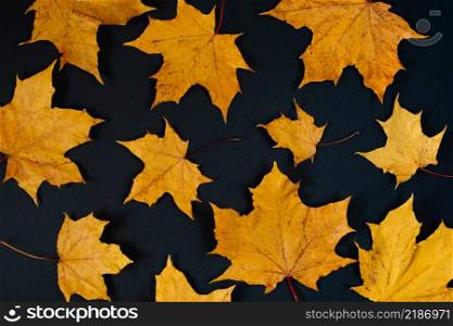 Autumn background of yellow maple leaves on a black background.. Autumn background of yellow maple leaves on black background.