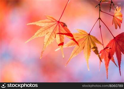 autumn background Red leave with free copyspace