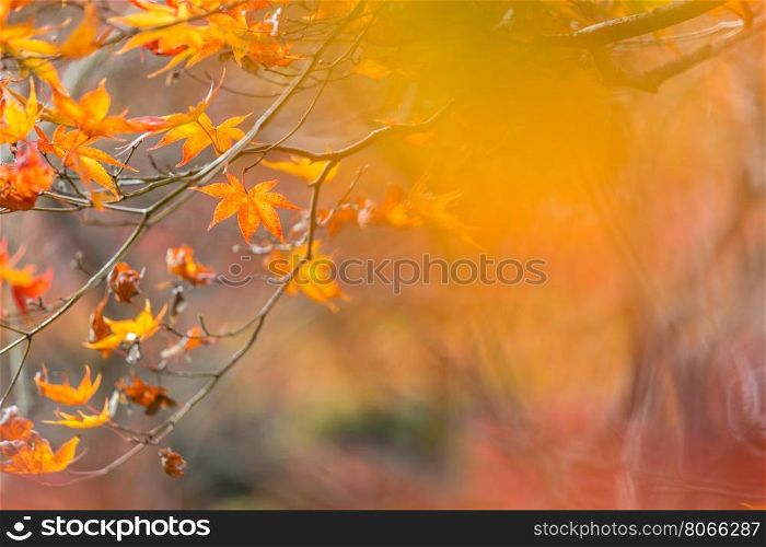 autumn background Red leave with free copyspace