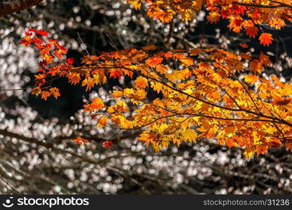 autumn background Red leave with sakura in Obara Nagoya Japan