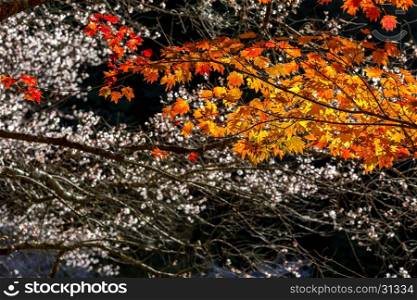 autumn background Red leave with sakura in Obara Nagoya Japan
