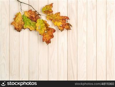 Autumn background. Red yellow green leaves on wooden texture