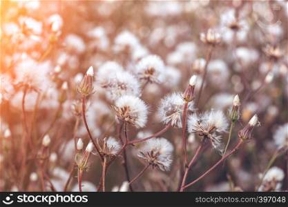 autumn background. wild grass - dandelions
