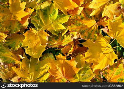 Autumn background with colored leaves on wooden board. Flat lay, top view, copy space.