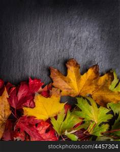 Autumn background with colorful autumn leaves on dark slate, top view