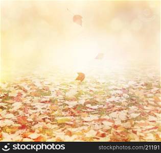 Autumn Background with Colorful Leaves