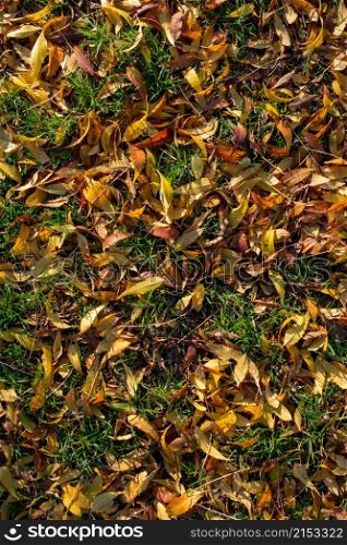 Autumn background with dry leaves in autumn season