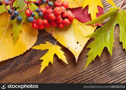 Autumn background with falling yellow leaves and rowan berries.