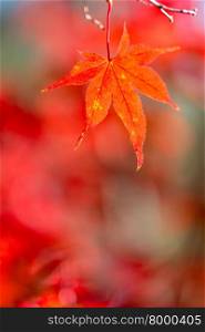 autumn background with free copyspace