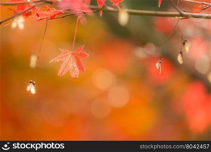autumn background with free copyspace
