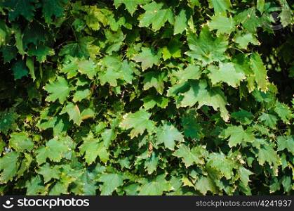 Autumn background with green leaf, selective focus