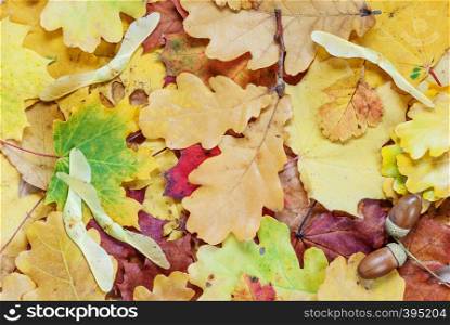 Autumn background with multicolored leaves of different trees