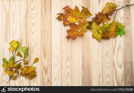 Autumn background with oak and maple leaves on rustic wooden texture