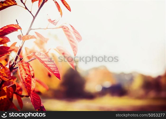Autumn background with pretty red leaves at outdoor nature with sun light
