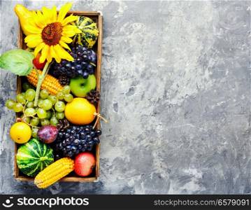 Autumn background with pumpkin, apples,plum and grapes.Autumnal concept. Beautiful autumn harvest