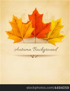 Autumn background with three colorful leaves. Vector.