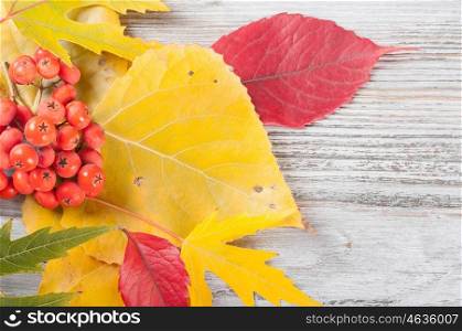 Autumn background with yellow and red leaves and rowan berries.