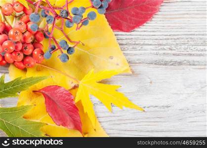 Autumn background with yellow and red leaves and rowan berries. Falling leaves on a wooden background.