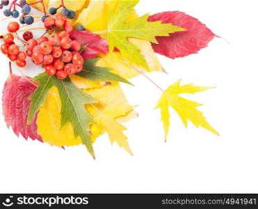 Autumn background with yellow and red leaves and rowan berry. Falling leaves on a white background.