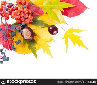 Autumn background with yellow and red leaves, rowan berries and chestnuts. Falling leaves on a white background.