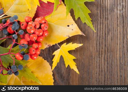 Autumn background with yellow leaves and rowan berries.