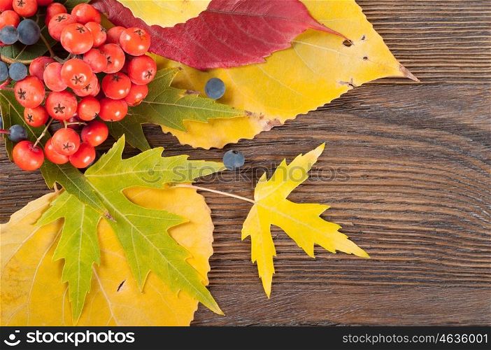 Autumn background with yellow leaves and rowan berries. Leaves on a wooden background.