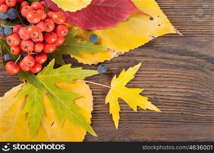 Autumn background with yellow leaves and rowan berries. Leaves on a wooden background.